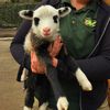 Photo: Amazing 'Panda' Lamb Born At Staten Island Zoo
